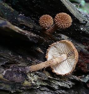 Grobwarziger Flockenschüppling, Foto 3