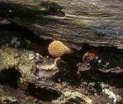 Grobwarziger Flockenschüppling, Foto 6