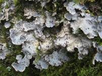 Großblatt-Lungenflechte, Foto 8