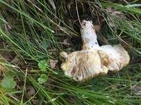 Großer Camembert-Täubling, Foto 15