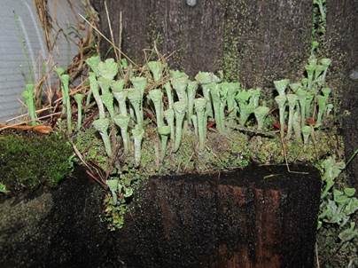 Große Trompetenflechte, Foto 2