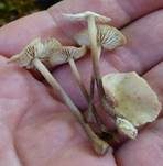 Großer Knoblauchschwindling, Foto 7