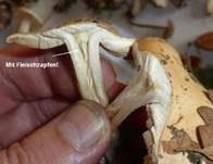 Großer Rettichfälbling, Foto 30