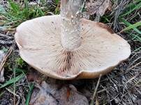 Großer Rettichfälbling, Foto 35