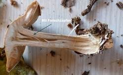 Großer Rettichfälbling, Foto 6