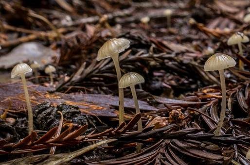 Großer Schleimfußhelmling, Foto 2