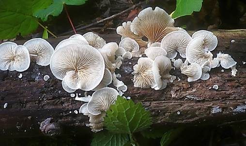 Großes Stummelfüßchen, Foto 2