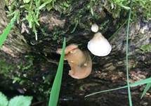 Großes Stummelfüßchen, Foto 16