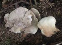 Großes Stummelfüßchen, Foto 5