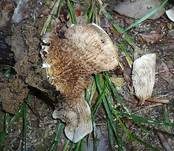 Großes Stummelfüßchen, Foto 7