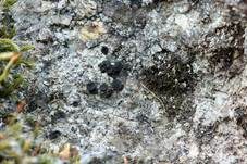 Großfruchtige Porpidia, Foto 6
