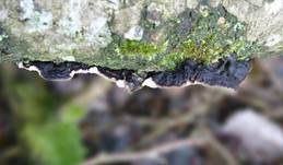 Großporige Datronie, Foto 20