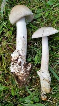 Grossscheidiger Scheidenstreifling, Foto 5