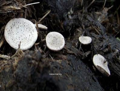 Punktierte Porenscheibe, Foto 6