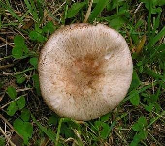 Großsporiger Blutchampignon, Foto 3
