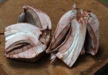 Großsporiger Blutchampignon, Foto 22