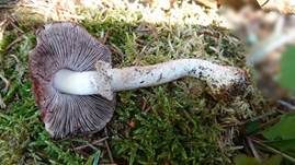 Großsporiger Blutchampignon, Foto 23
