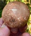 Großsporiger Blutchampignon, Foto 27
