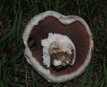 Großsporiger Champignon, Foto 3