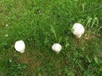 Großsporiger Champignon, Foto 17