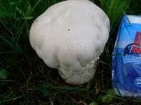 Großsporiger Champignon, Foto 19
