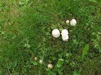 Großsporiger Champignon, Foto 20