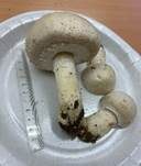 Großsporiger Champignon, Foto 21
