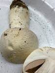 Großsporiger Champignon, Foto 29