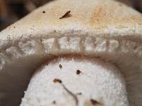 Großsporiger Champignon, Foto 33