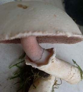Großsporiger Champignon, Foto 6