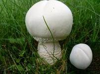 Großsporiger Champignon, Foto 7