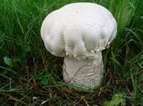 Großsporiger Champignon, Foto 11