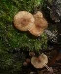 Bereiftstieliger Schwindling, Foto 12
