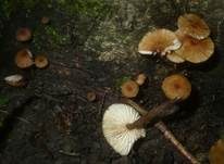 Bereiftstieliger Schwindling, Foto 10
