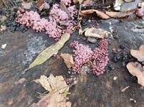 Großsporiger Gallertbecher, Foto 20