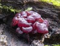 Großsporiger Gallertbecher, Foto 22