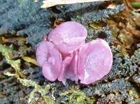 Großsporiger Gallertbecher, Foto 23