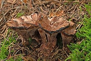 Grubiger Korkstacheling, Foto 1