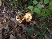 Grubiger Mediterranmilchling, Foto 10
