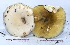 Grüner Knollenblätterpilz, Foto 123