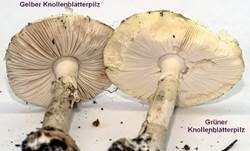 Grüner Knollenblätterpilz, Foto 124
