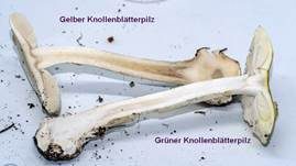 Grüner Knollenblätterpilz, Foto 125