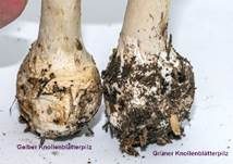 Grüner Knollenblätterpilz, Foto 126