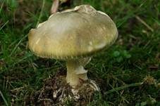 Grüner Knollenblätterpilz, Foto 17