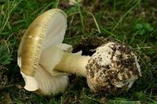 Grüner Knollenblätterpilz, Foto 18