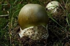 Grüner Knollenblätterpilz, Foto 20