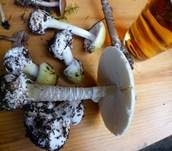 Grüner Knollenblätterpilz, Foto 22