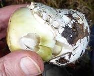 Grüner Knollenblätterpilz, Foto 23