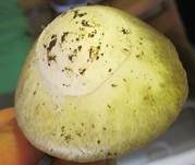 Grüner Knollenblätterpilz, Foto 31