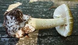 Grüner Knollenblätterpilz, Foto 33